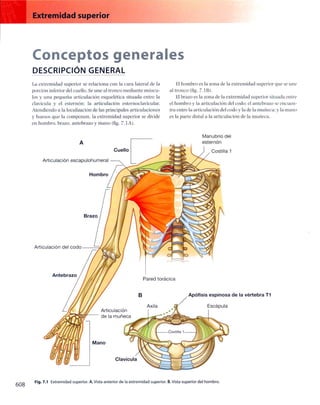 Anatomia de gray_08