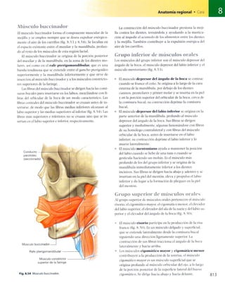 Anatomia de gray_08