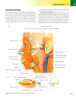 Anatomia de gray_08