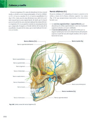 Anatomia de gray_08