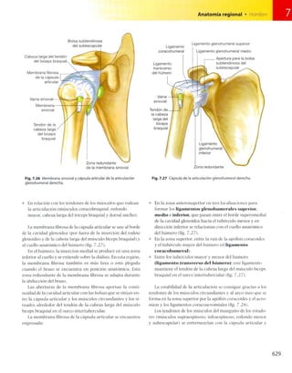 Anatomia de gray_08