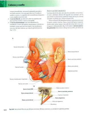 Anatomia de gray_08