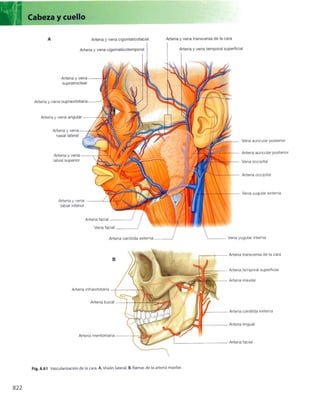 Anatomia de gray_08