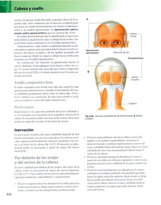 Anatomia de gray_08