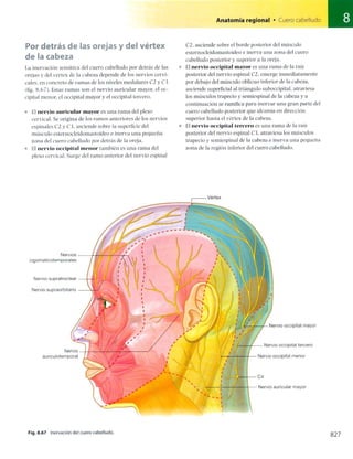 Anatomia de gray_08