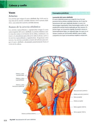 Anatomia de gray_08