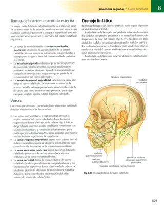 Anatomia de gray_08