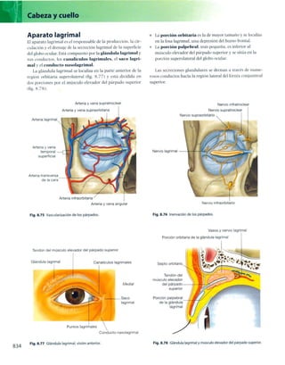 Anatomia de gray_08