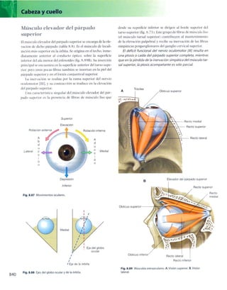 Anatomia de gray_08