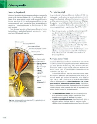 Anatomia de gray_08
