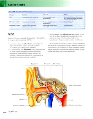 Anatomia de gray_08