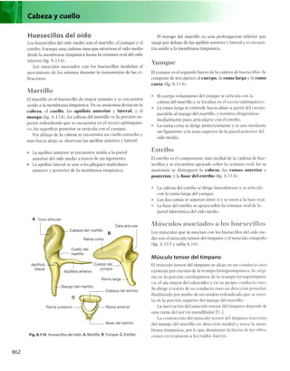 Anatomia de gray_08