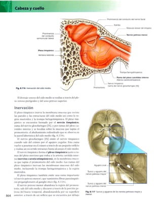 Anatomia de gray_08