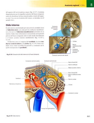 Anatomia de gray_08