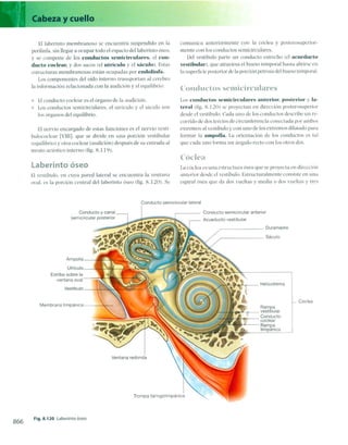 Anatomia de gray_08