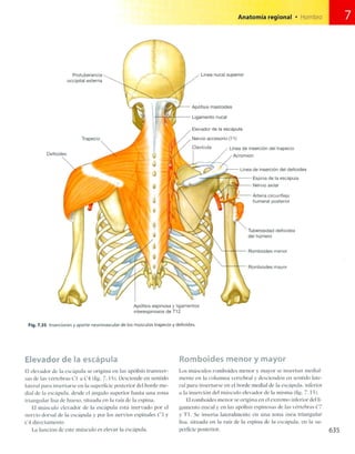 Anatomia de gray_08