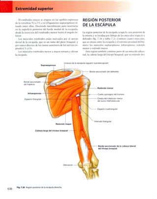 Anatomia de gray_08