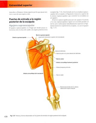 Anatomia de gray_08