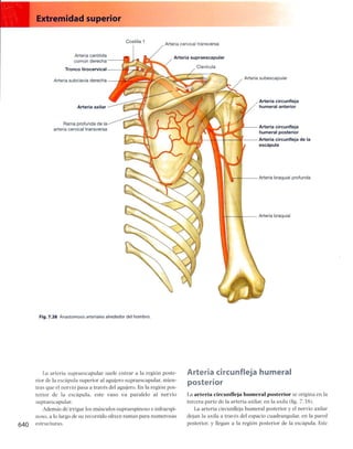 Anatomia de gray_08