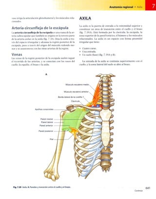 Anatomia de gray_08