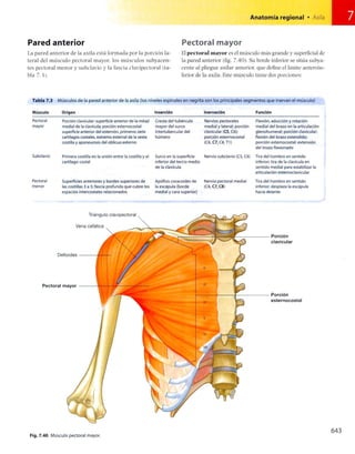 Anatomia de gray_08