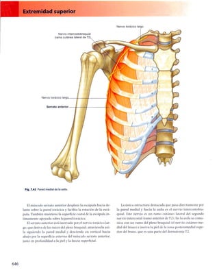 Anatomia de gray_08