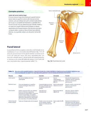 Anatomia de gray_08