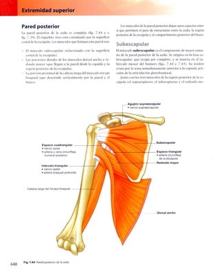 Anatomia de gray_08