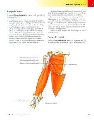 Anatomia de gray_08