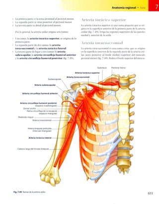 Anatomia de gray_08