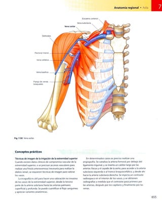 Anatomia de gray_08