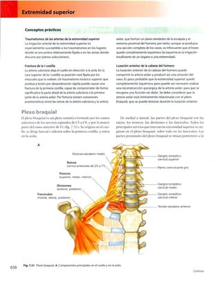 Anatomia de gray_08