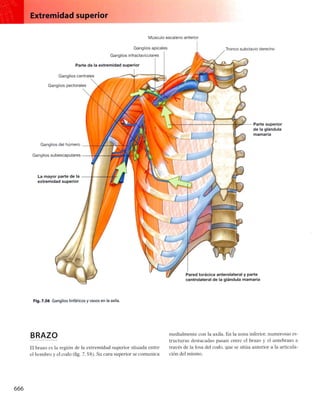 Anatomia de gray_08