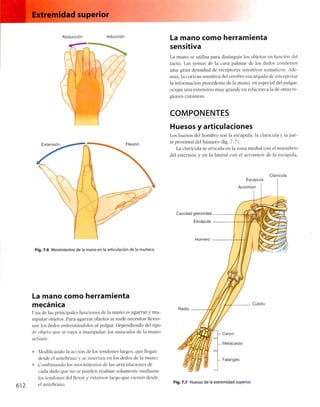 Anatomia de gray_08