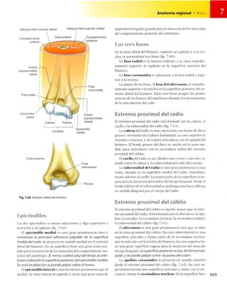 Anatomia de gray_08