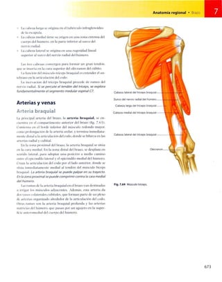 Anatomia de gray_08
