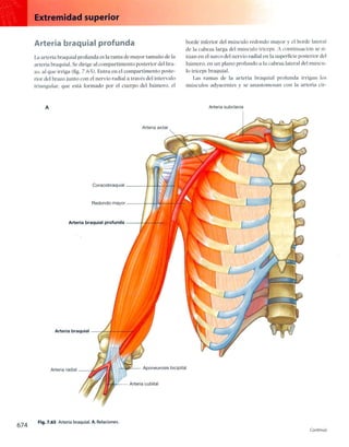 Anatomia de gray_08