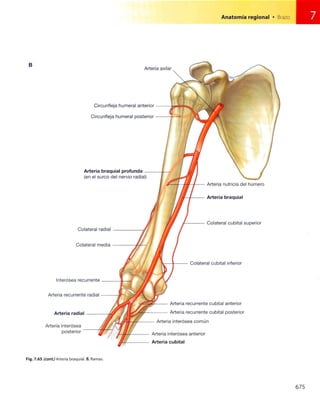 Anatomia de gray_08