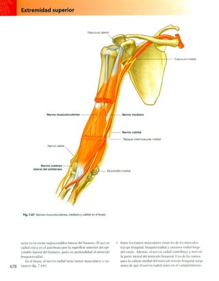 Anatomia de gray_08