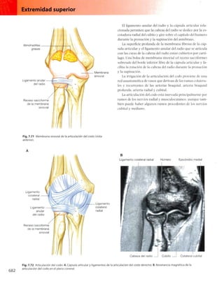 Anatomia de gray_08