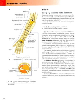 Anatomia de gray_08