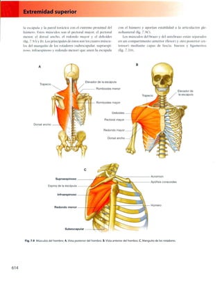 Anatomia de gray_08