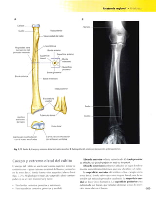 Anatomia de gray_08