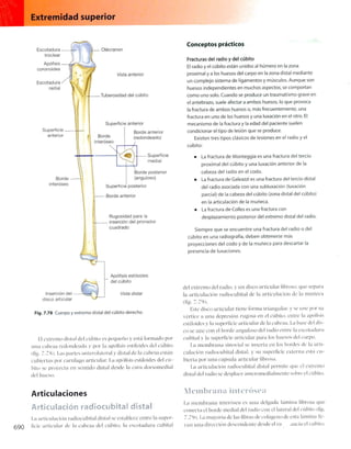 Anatomia de gray_08