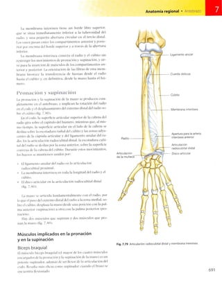 Anatomia de gray_08