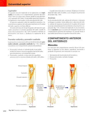 Anatomia de gray_08