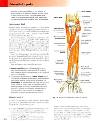 Anatomia de gray_08