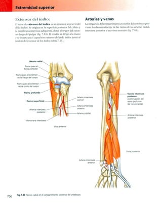 Anatomia de gray_08