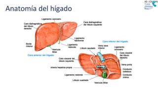 Anatomía del hígado
 