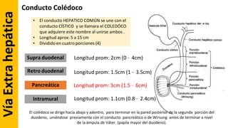 Anatomia de Higado y Vias Biliares - Grecia Colmenares.pdf
